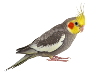 Isolated cockatiel in profile looking right, a lovely colorful bird with a yellow crest on its head