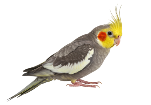 Isolated cockatiel in profile looking right, a lovely colorful bird with a yellow crest on its head