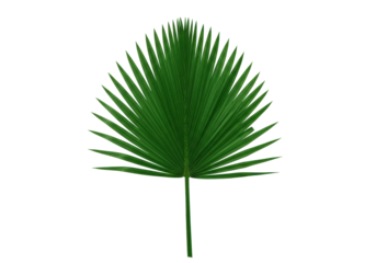 Isolated green palmetto fan palm tree leaf, symmetrical and tropical, cut out object