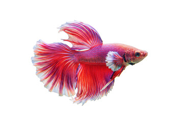 Isolated Siamese fighting fish with vibrant red & pink fins, in full body, side view