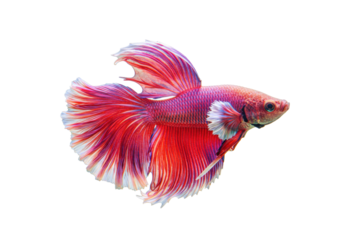 Isolated Siamese fighting fish with vibrant red & pink fins, in full body, side view