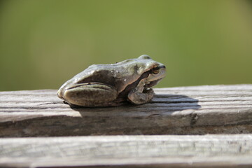 Laubfrosch
