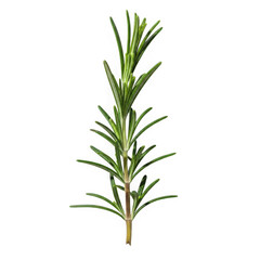 Fototapeta premium Fresh rosemary sprig isolated for culinary and aromatic uses isolated on transparent background