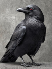 Fototapeta premium Closeup of a crow with a gray textured background.