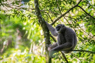 Naklejka premium Silvery gibbon at Halimun Salan National Park