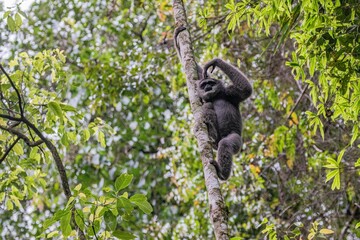 Silvery gibbon at Halimun Salan National Park