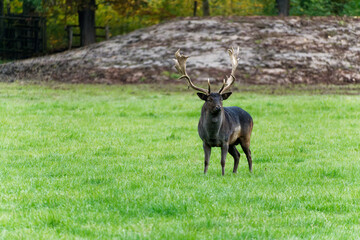 Obraz premium Fallow deer, Dammhirsch (Dama dama), majestic dark-colored male with large antlers standing on a green meadow.