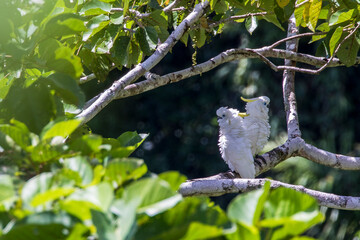 Yellow-crested cockato