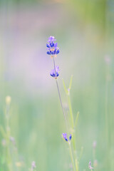 Delicacy and romance: single lavender twig on a dreamy green background