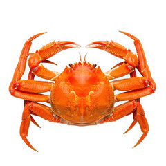 Whole cooked red crab with extended claws presented clearly against a dark backdrop isolated on transparent background