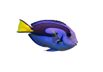 Isolated Indo-Pacific surgeonfish, a blue-bodied tropical fish swimming in a vibrant studio shot
