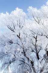 Winter forest landscape, frosty winter forest trees on the background of the blue sky