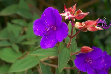 Tibouchina urvilleana, also known as the princess flower or glory bush, showing its bright purple petals and red flower buds