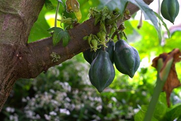 Close-up of unripe green Carica fruits hanging from a tree branch