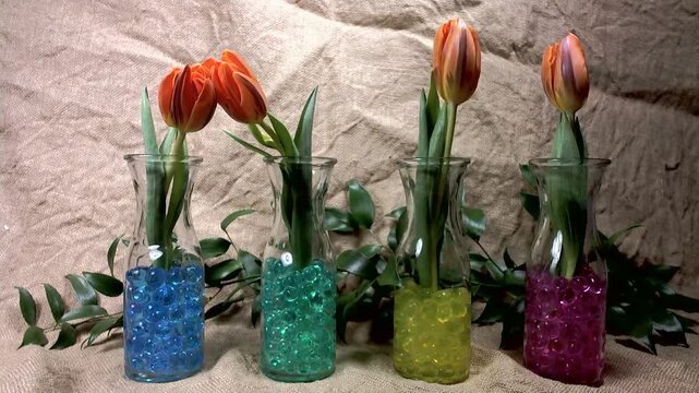 tulipani in movimento con timelapse