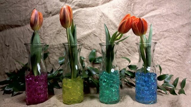tulipani in movimento con timelapse