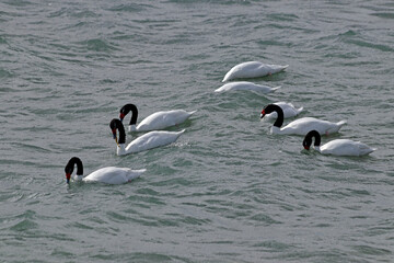 Black necked swans