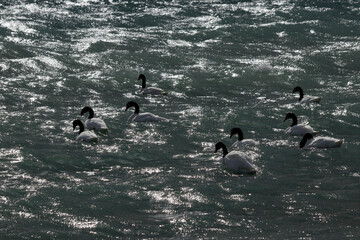 Black necked swans