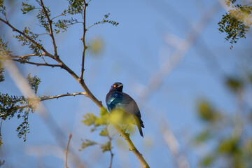 Blue-Eared Starling sitting on a branch