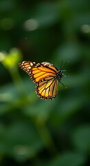 Obraz premium Monarch Butterfly in Flight Against a Soft Green Background.