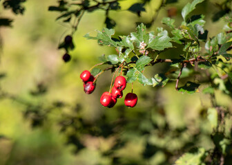 red berries on a branch