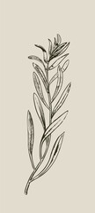 Tarragon herb vintage botanical engraving Artemisia dracunculus illustration