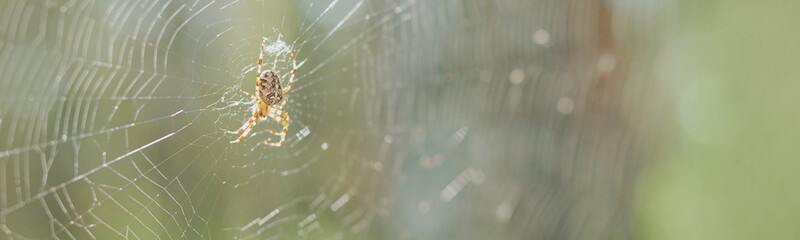 Close up showing spider spinning web outdoors with delicate silk strands visible against blurred background, detailed view highlighting intricate pattern and natural behavior of arachnid