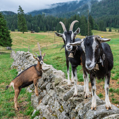Naklejka premium Troupeau de chèvres à l’alpage