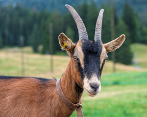 Portrait d’une chèvre à l’alpage