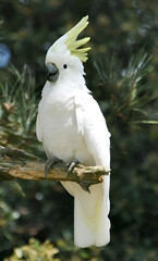 Sulphur-crested Cockatoo on Branch
