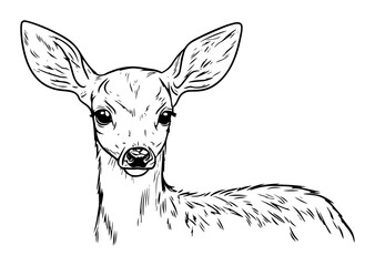 Hand Drawn Fawn Deer Portrait Vintage Ink Sketch Vector Illustration