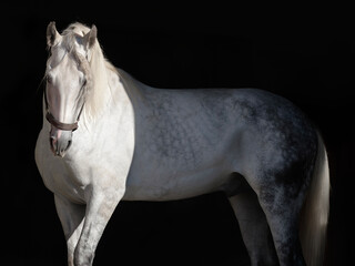 White horse. Black background. Portrait. Close-up. A thoroughbred horse of the Oryol Trotter breed. Harness racing. Trotting horse race