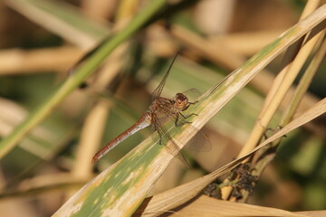 Heidelibelle