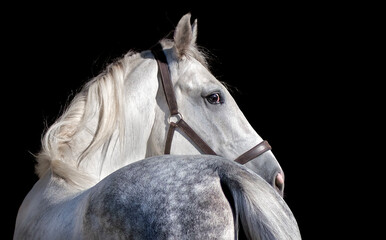 White horse. Black background. Portrait. Close-up. A thoroughbred horse of the Oryol Trotter breed. Harness racing. Trotting horse race