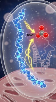 Cellular Respiration - NADH and Energy Transfer in Mitochondria.