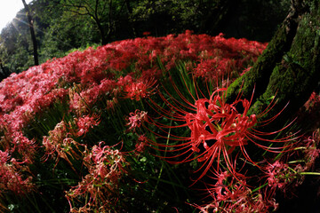 朝日と彼岸花２