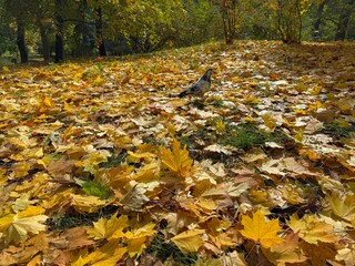 The autumn park was covered with yellow maple leaves.