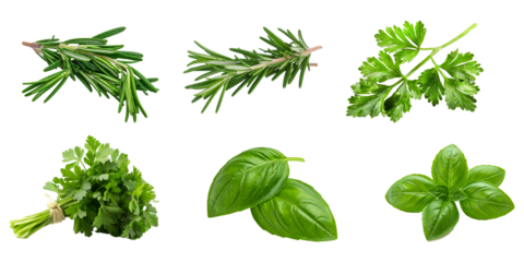 Kräuter Set freigestellt auf weißem Hintergrund – Rosmarin, Petersilie und Basilikum isoliert, transparent