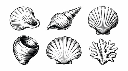 Collection of six detailed hand drawn illustrations of seashells and coral