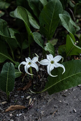 White flowering tobacco blooms with elegant star-shaped petals growing among green leaves in a garden bed