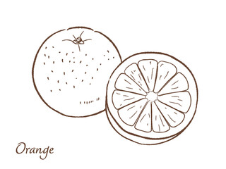 オレンジの手描きベクターイラスト