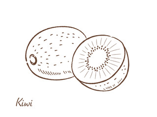 キウイフルーツの手描きベクターイラスト