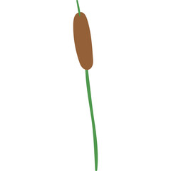 Cattail Plant Illustration With Green Stem and Brown Seed Head Isolated On White Background Simple Line Art Style