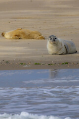 Eierland, De Cocksdorp, Texel, The Netherlands, Oktober 28th, 2024, Two seals are leisurely lounging on the beach, happily enjoying the warm sun and gentle ocean waves