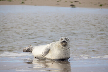 A peaceful and serene seal is basking by the waters edge, perfectly showcasing the tranquility of nature