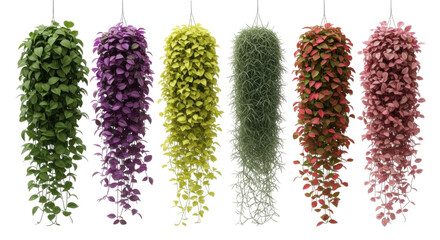 Hanging plants collection transparent background cutout png