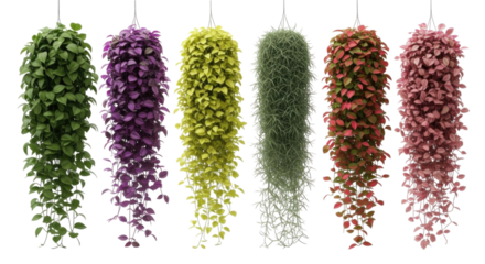 Hanging plants collection transparent background cutout png