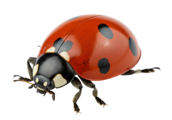 Red ladybug with black spots isolated PNG, close-up of a lady beetle on transparent background, beneficial insect for garden and nature projects