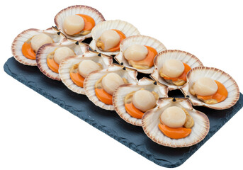 Isolated row of delicious raw scallops in shells ready to be cooked and served as seafood