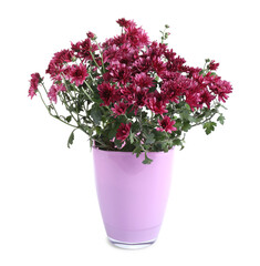 Beautiful pink chrysanthemum flowers in pot isolated on white